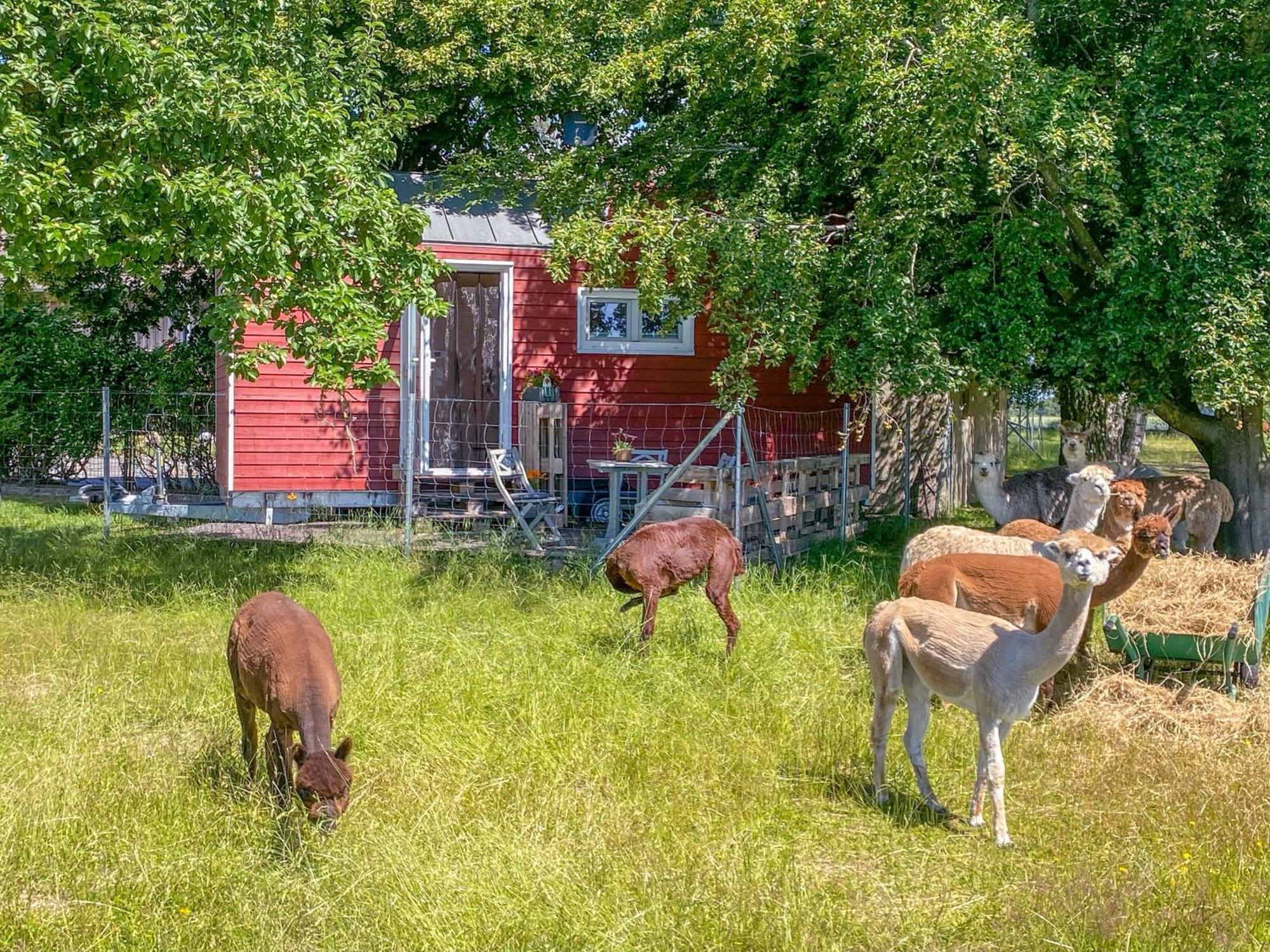 Rubkow Tiny House Auf Der Alpaka Farmヴィラ エクステリア 写真